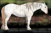 Horse Color:Red Dun Appaloosa  and Red Dun Appaloosa 