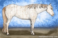 Horse Color:Red Dun Varnish  and Gold Champagne Dun Varnish 
