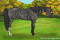 Horse Color:Black and Grullo