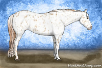 Horse Color:Red Dun Appaloosa  and Red Dun Appaloosa 