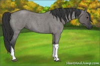 Horse Color:Grullo Roan Tobiano 