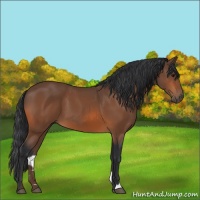 Horse Color:Bay 