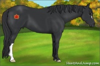 Horse Color:Black 