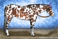 Horse Color:Bay Splash Appaloosa 
