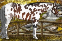 Horse Color:Brown Appaloosa 