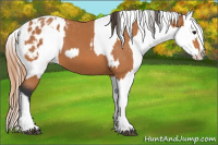 Horse Color:Bay Splash Tobiano Appaloosa  and Bay Splash Tobiano Appaloosa 