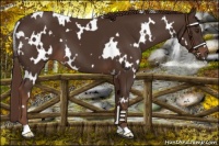 Horse Color:White Spotted Liver Chestnut 