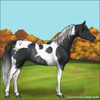 Horse Color:Black Tobiano Rabicano 