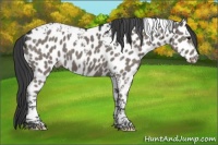 Horse Color:Grullo Tobiano Appaloosa 