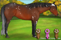 Horse Color:White Spotted Brown 