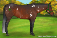 Horse Color:White Spotted Brown Sabino Rabicano