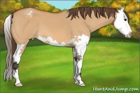 Horse Color:Bay Dun Splash Appaloosa