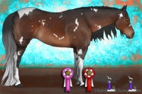 Horse Color:White Spotted Brown Tobiano 