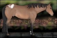 Horse Color:Bay Roan Appaloosa Rabicano 