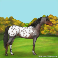 Horse Color:Gray Liver Red Roan Appaloosa