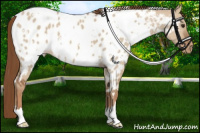 Horse Color:White Spotted Red Dun Appaloosa 