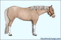 Horse Color:Silver Blue Roan Pearl Tobiano Frame 