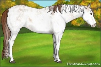 Horse Color:Red Dun Sabino Brindle 