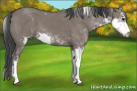 Horse Color:Grullo Sabino Brindle 
