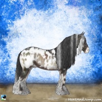 Horse Color:White Spotted Blue Onyx Appaloosa