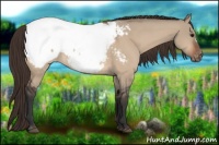 Horse Color:Bay Dun Appaloosa 