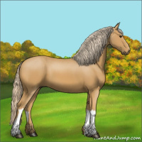 Horse Color:Palomino 
