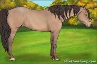 Horse Color:Amber Champagne 