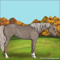 Horse Color:Silver Blue Roan 