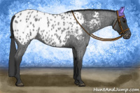 Horse Color:Blue Roan Appaloosa 