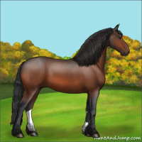 Horse Color:Bay 