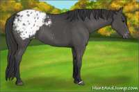Horse Color:Black Appaloosa 