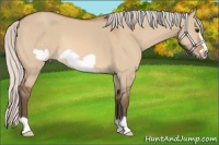 Horse Color:Silver Bay Dun Frame