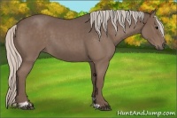 Horse Color:Silver Blue Roan Sabino 