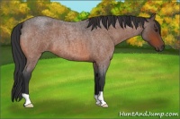 Horse Color:Brown Roan 