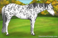Horse Color:White Spotted Blue Roan Splash Frame Appaloosa 