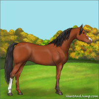 Horse Color:Bay 