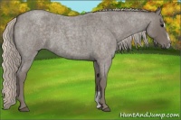 Horse Color:Silver Blue Roan Sabino 