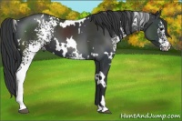 Horse Color:White Spotted Black