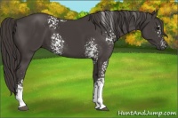 Horse Color:White Spotted Smoky Black 