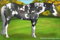 Horse Color:White Spotted Black Splash 