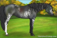 Horse Color:White Spotted Black
