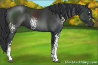 Horse Color:White Spotted Black 