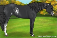 Horse Color:White Spotted Black