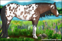 Horse Color:Brown Appaloosa Rabicano 