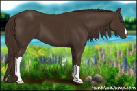 Horse Color:Gray Chestnut 