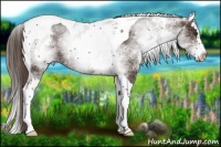 Horse Color:White Spotted Liver Chestnut Splash Tobiano