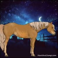 Horse Color:Gray Palomino  and Gray Palomino 