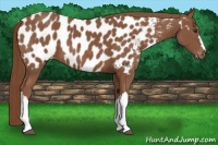 Horse Color:Chestnut Appaloosa