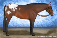 Horse Color:Bay Appaloosa
