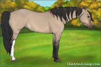Horse Color:Bay Dun 